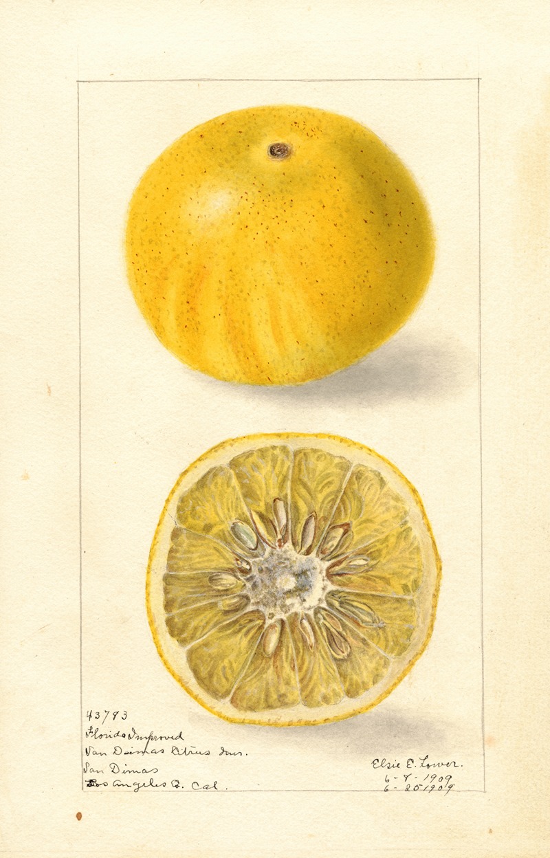 Elsie E. Lower - Citrus paradisi: Florida Improved