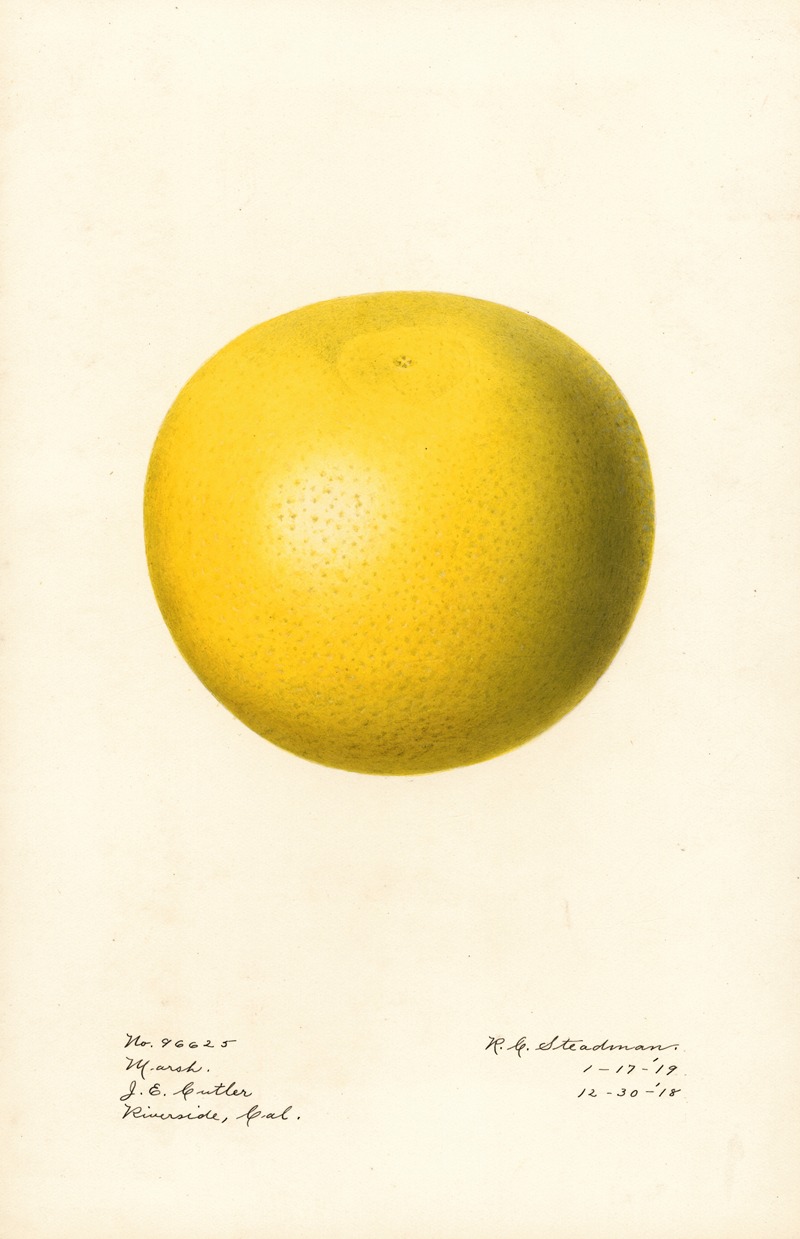 Royal Charles Steadman - Citrus paradisi: Marsh