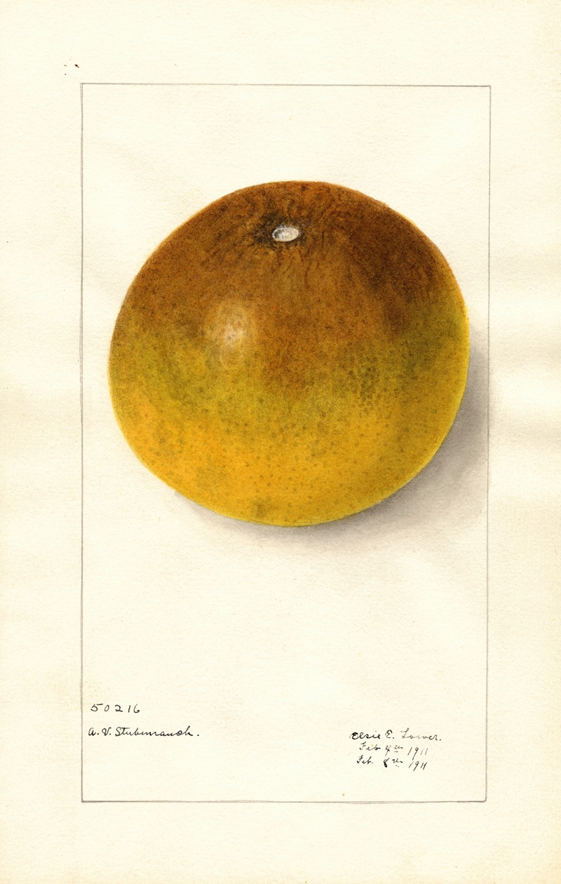 Elsie E. Lower - Citrus paradisi: Pomelo