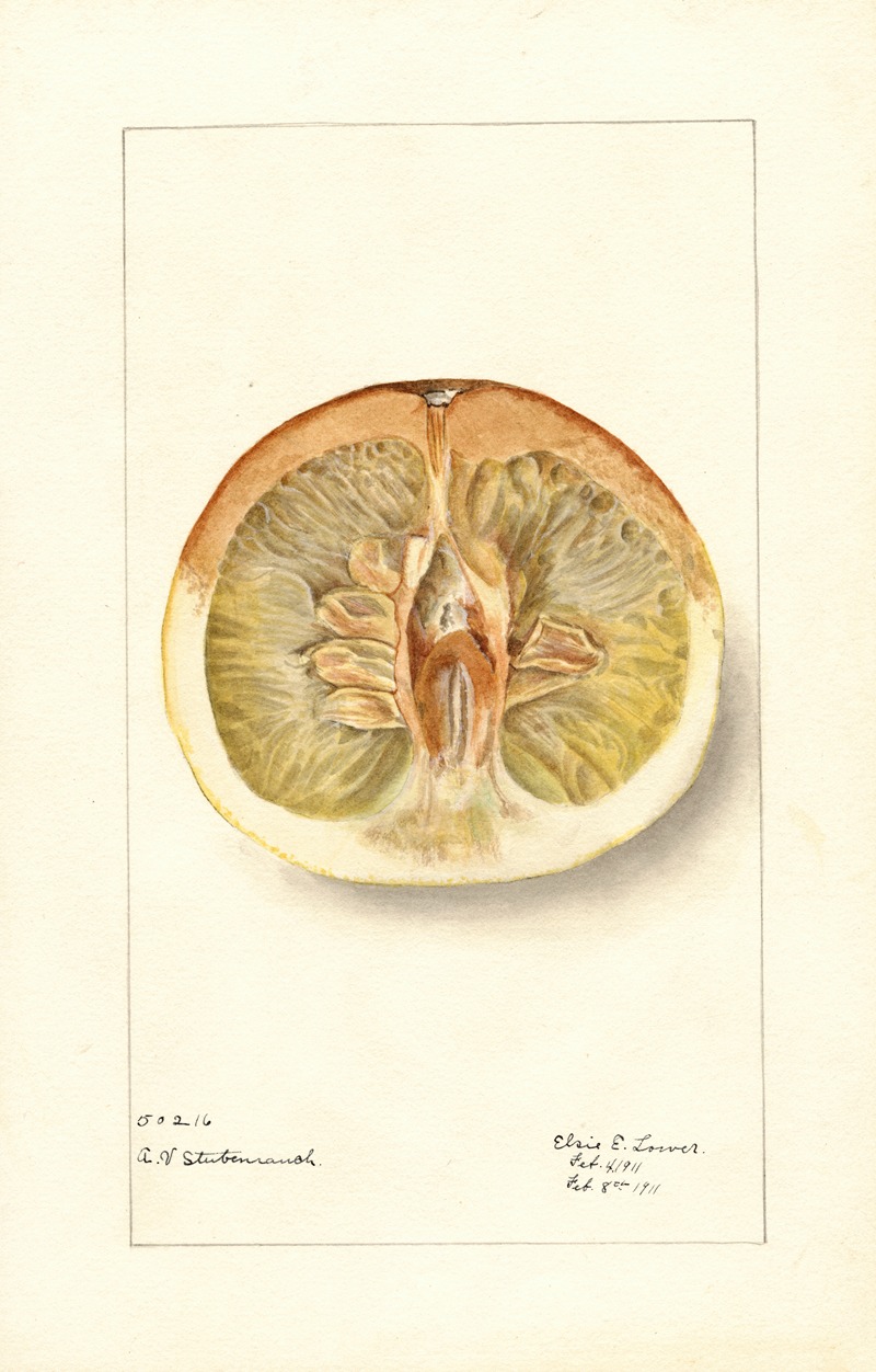 Elsie E. Lower - Citrus paradisi: Pomelo