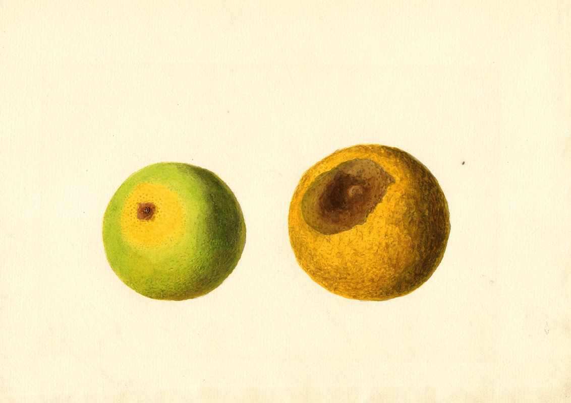 James Marion Shull - Citrus sinensis