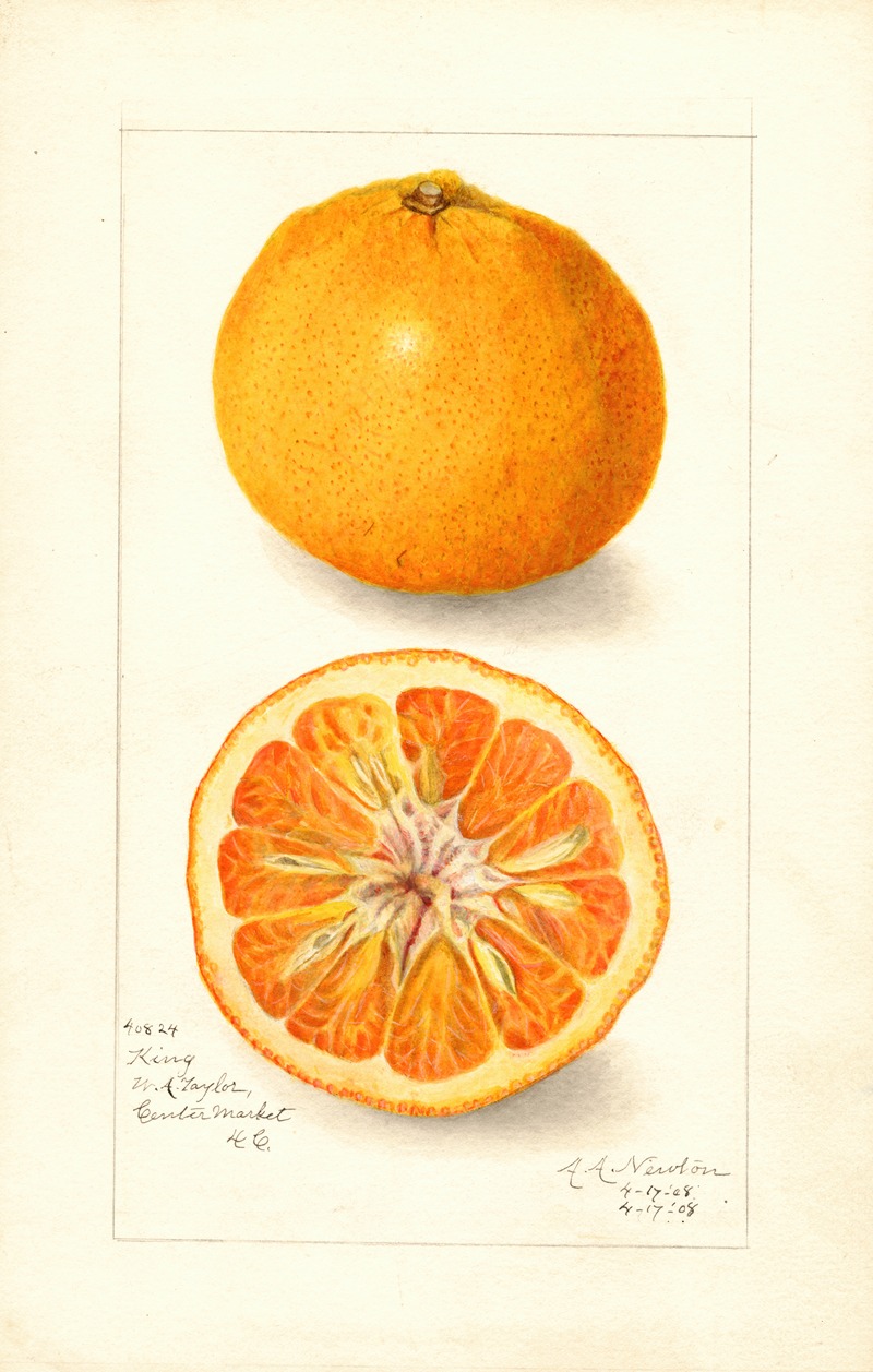 Amanda Almira Newton - Citrus nobilis: King