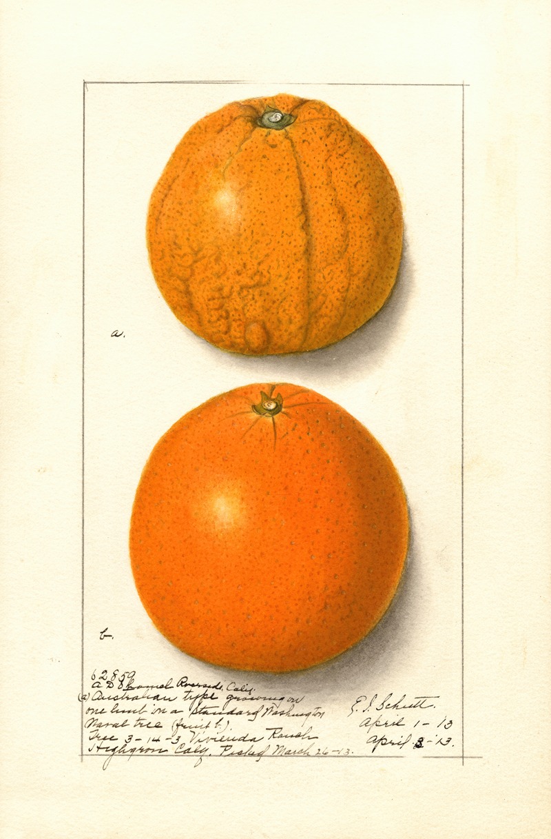 Ellen Isham Schutt - Citrus sinensis: Washington Navel
