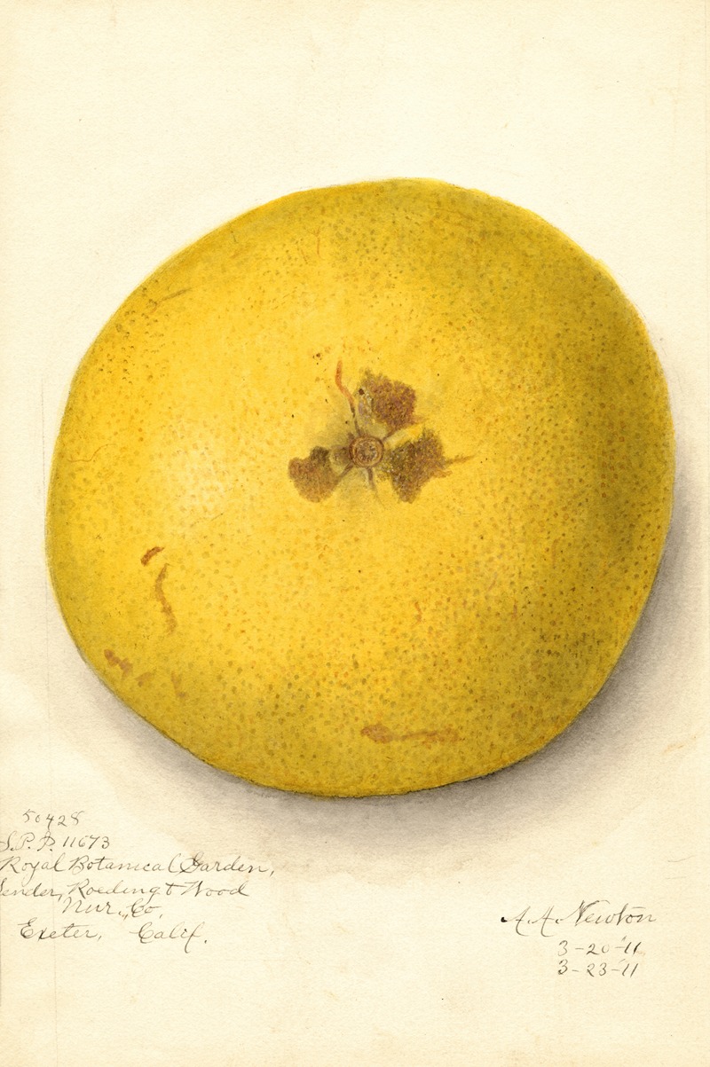 Amanda Almira Newton - Citrus paradisi