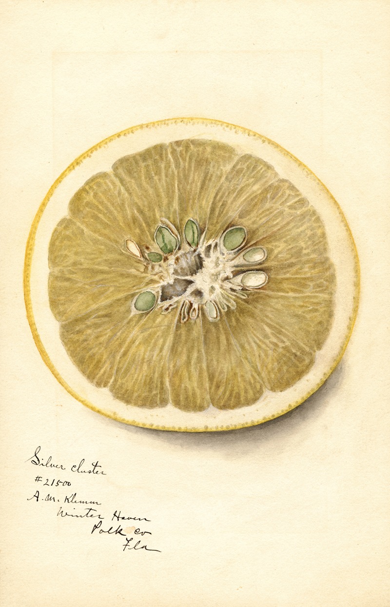 Deborah Griscom Passmore - Citrus paradisi: Silver Cluster