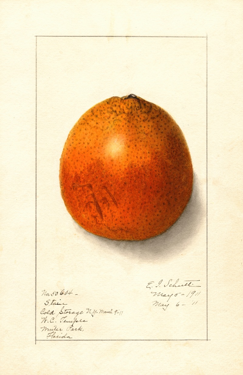 Ellen Isham Schutt - Citrus sinensis