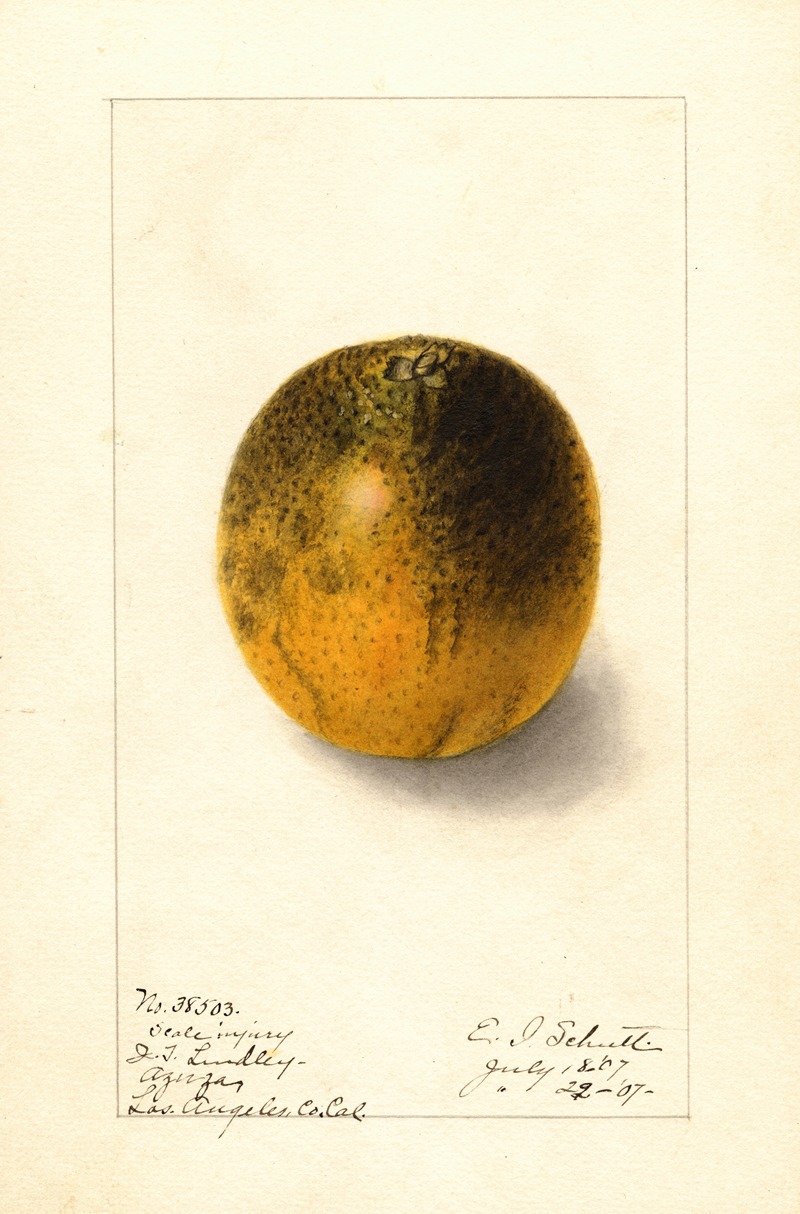 Ellen Isham Schutt - Citrus sinensis: Valencia