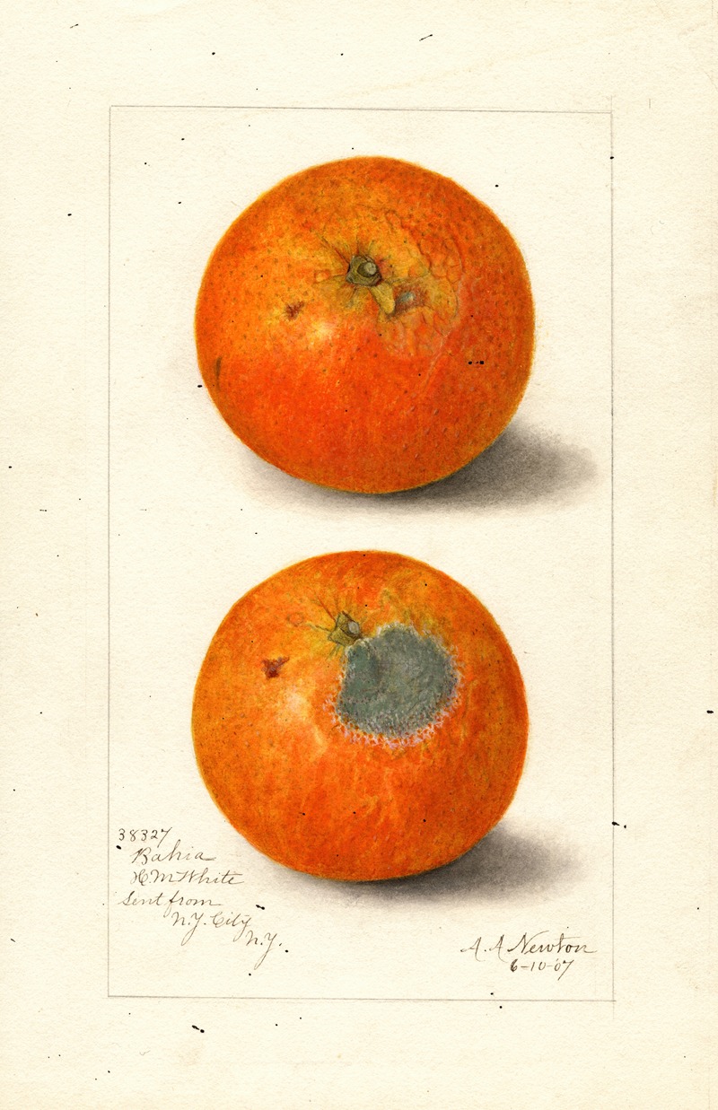 Amanda Almira Newton - Citrus sinensis: Washington Navel