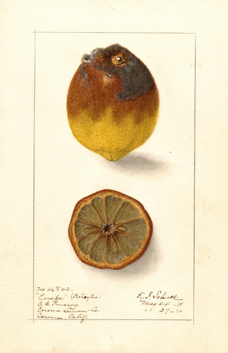 Ellen Isham Schutt - Citrus limon: Eureka