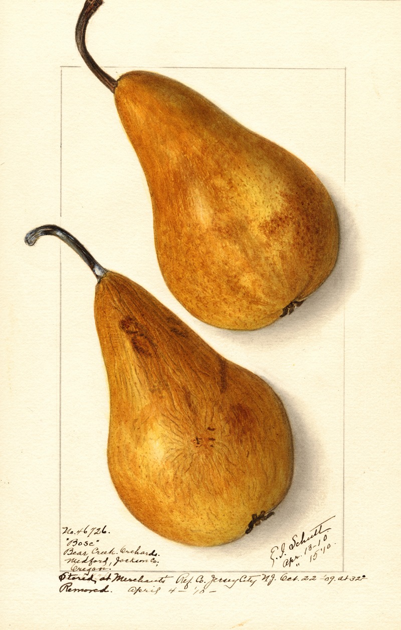 Ellen Isham Schutt - Pyrus communis: Bosc