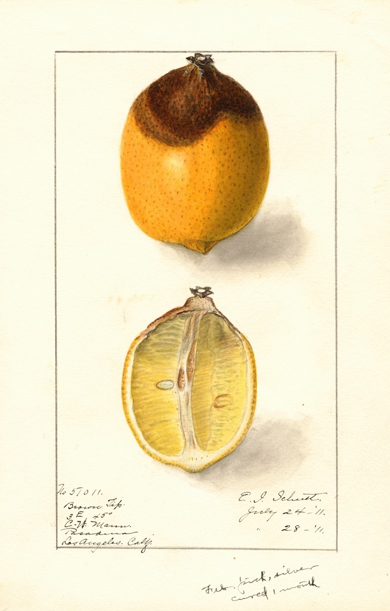 Ellen Isham Schutt - Citrus limon