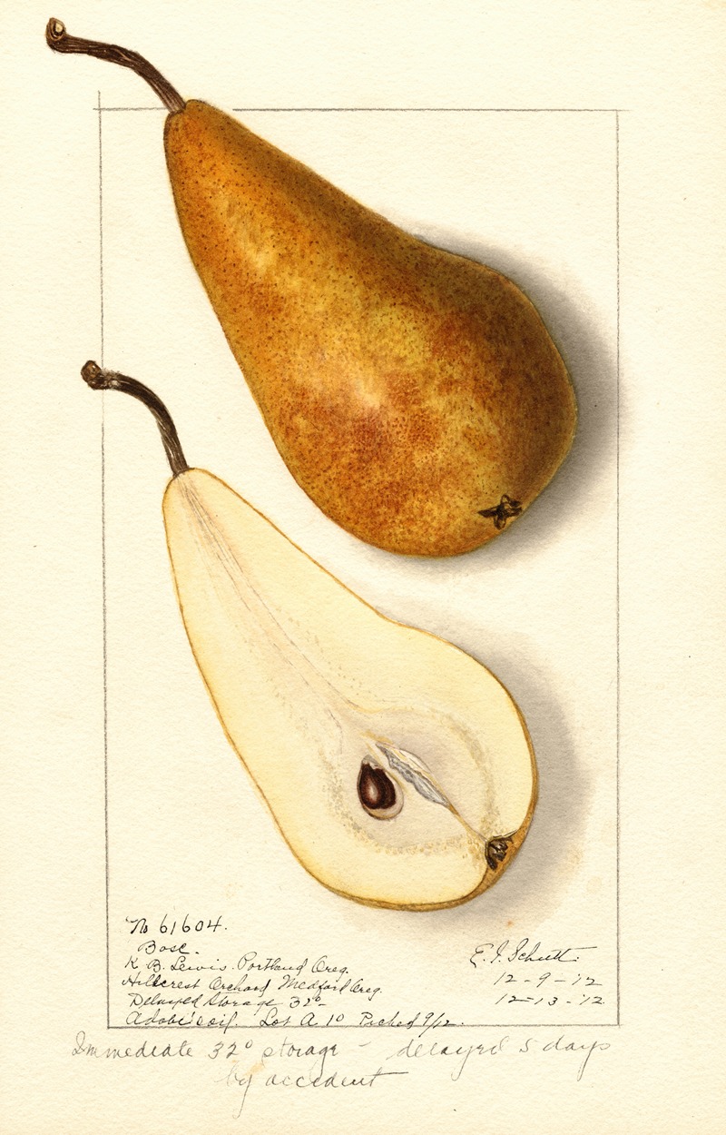 Ellen Isham Schutt - Pyrus communis: Bosc