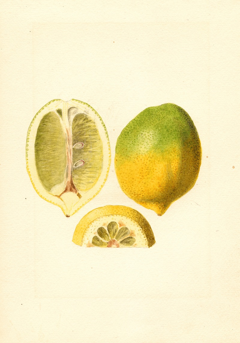 James Marion Shull - Citrus limon