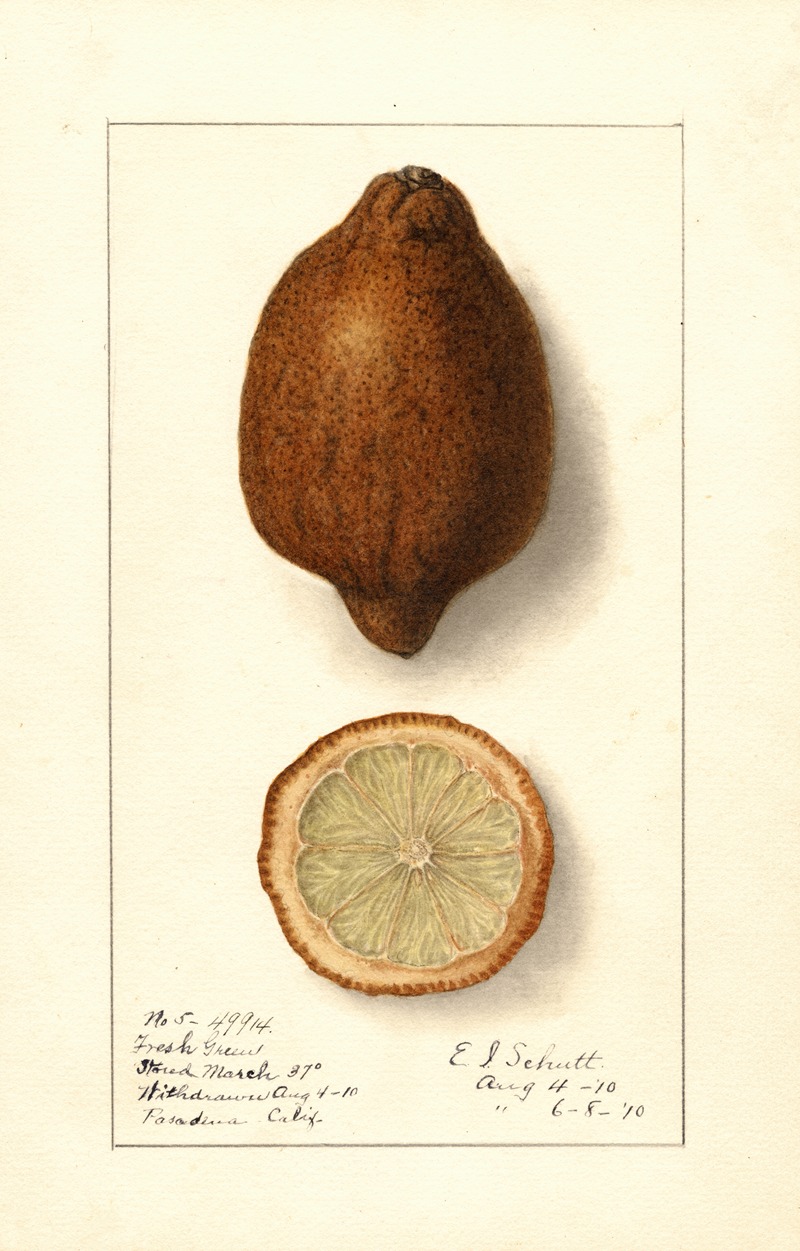 Ellen Isham Schutt - Citrus limon