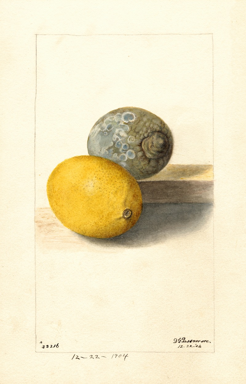 Deborah Griscom Passmore - Citrus limon