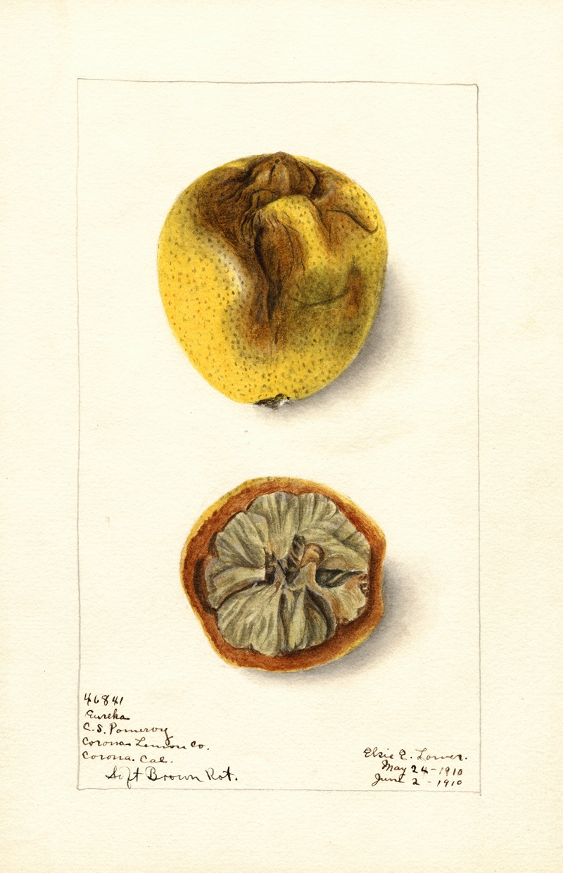 Elsie E. Lower - Citrus limon: Eureka