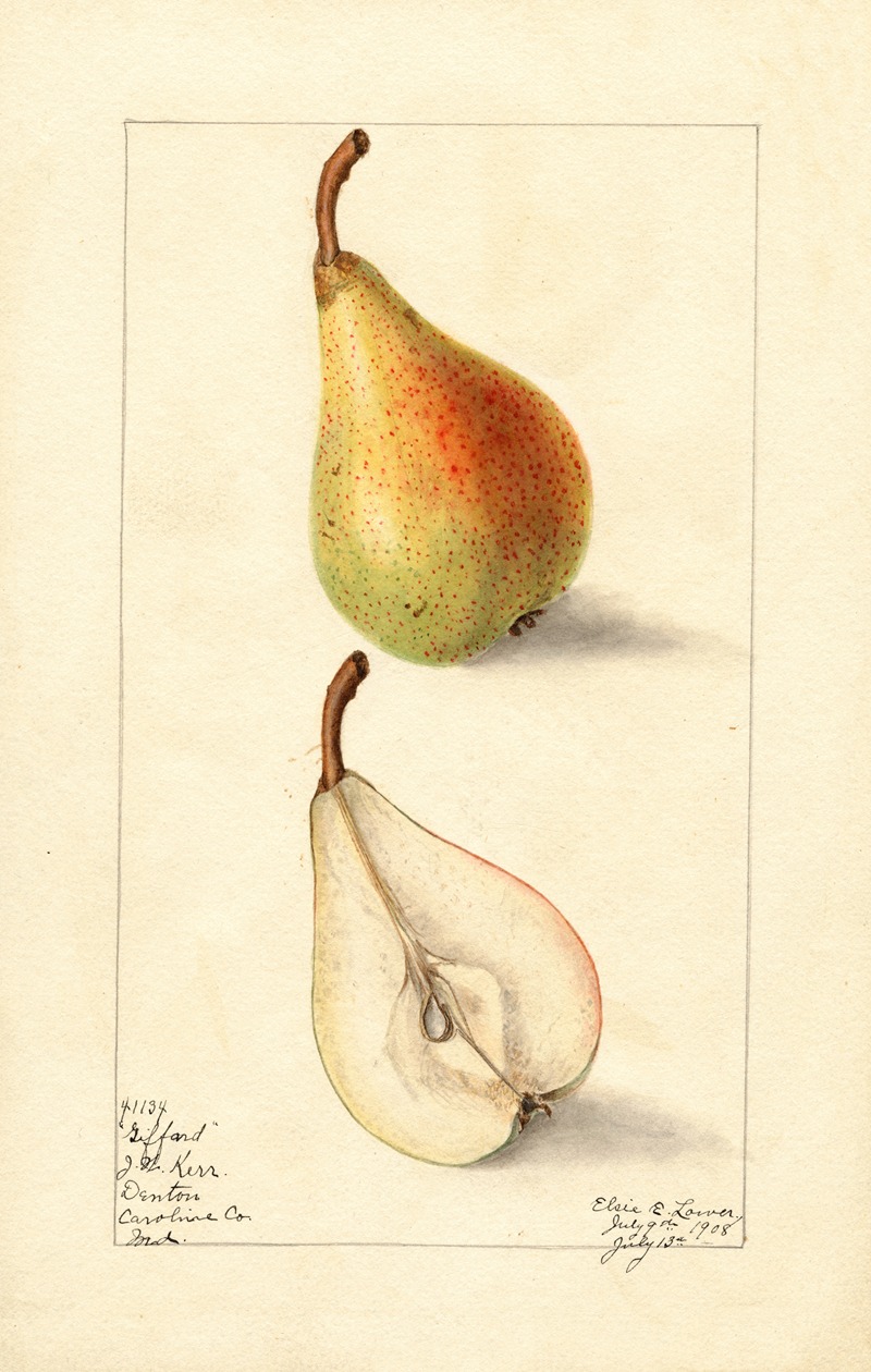 Elsie E. Lower - Pyrus communis: Giffard