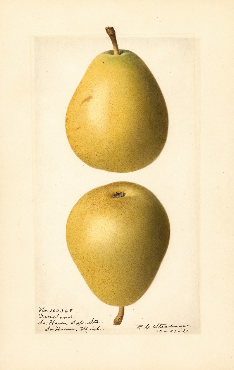 Royal Charles Steadman - Pyrus communis: Groveland