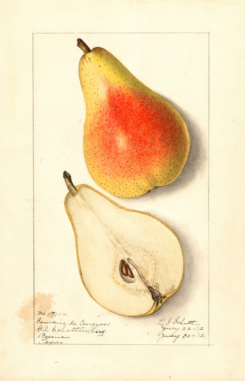 Ellen Isham Schutt - Pyrus communis: Souvenir du Congress