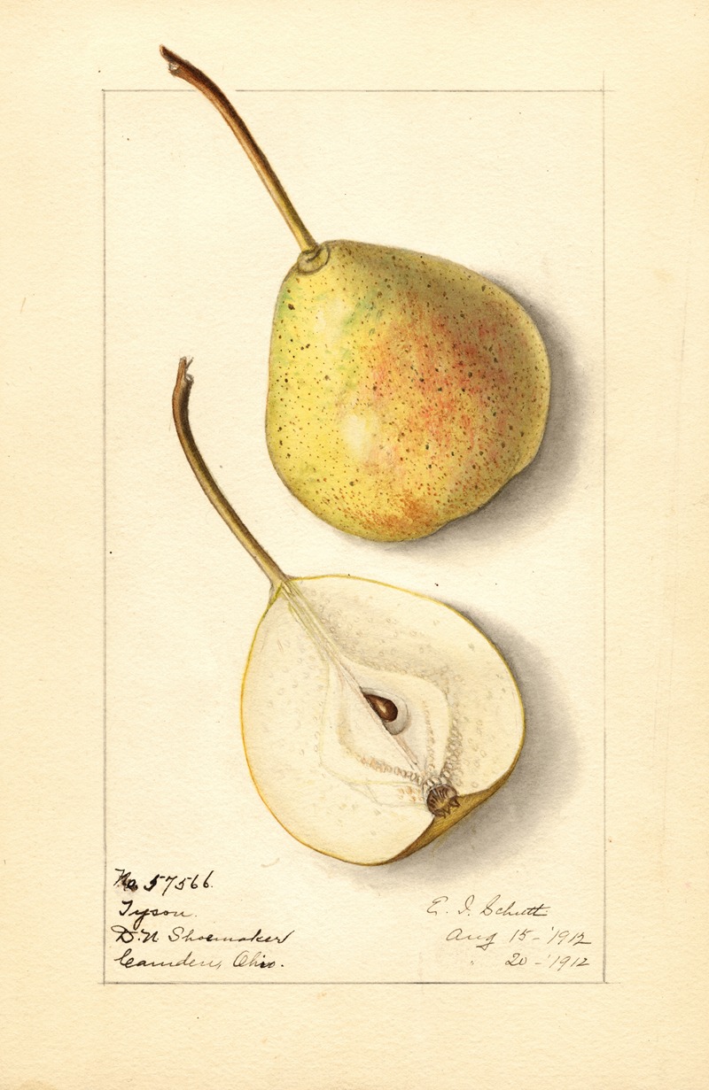 Ellen Isham Schutt - Pyrus communis: Tyson