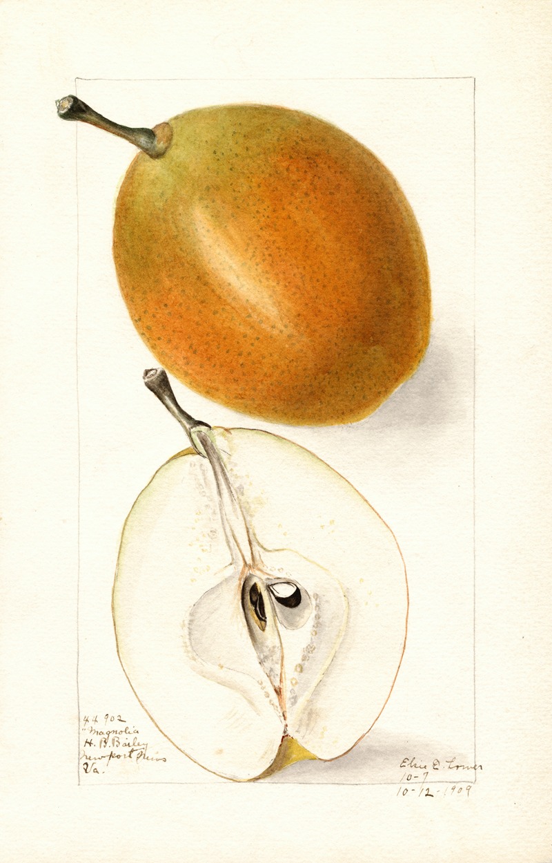 Elsie E. Lower - Pyrus communis: Magnolia