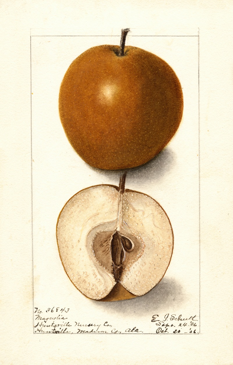 Ellen Isham Schutt - Pyrus communis: Magnolia