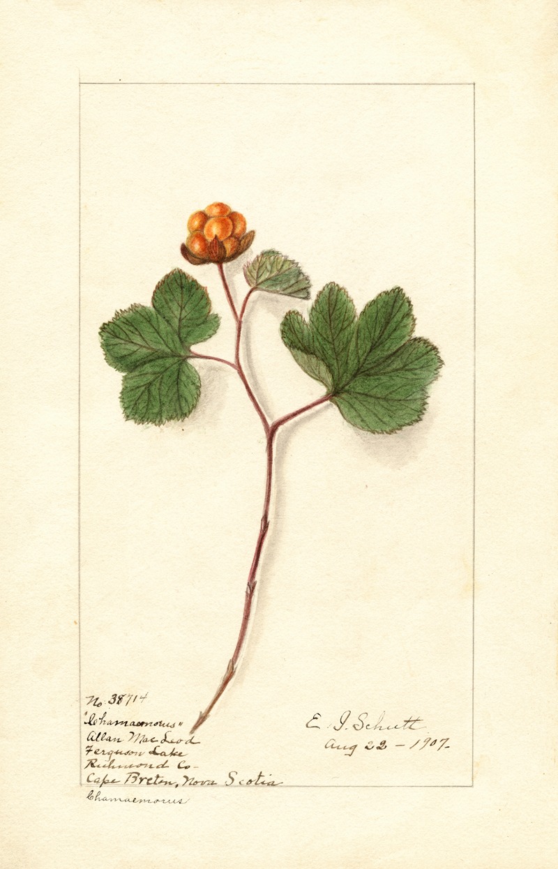 Ellen Isham Schutt - Rubus chamaemorus