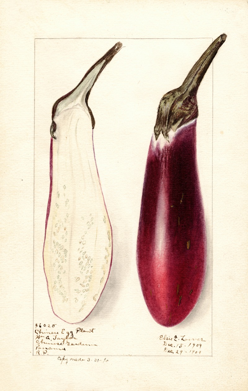 Elsie E. Lower - Solanum melongena: Chinese Eggplant