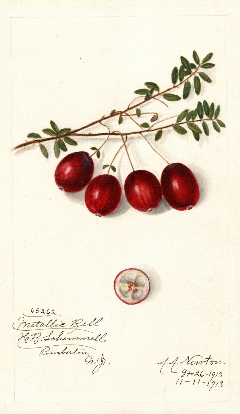 Amanda Almira Newton - Vaccinium macrocarpon: Metallic Bell