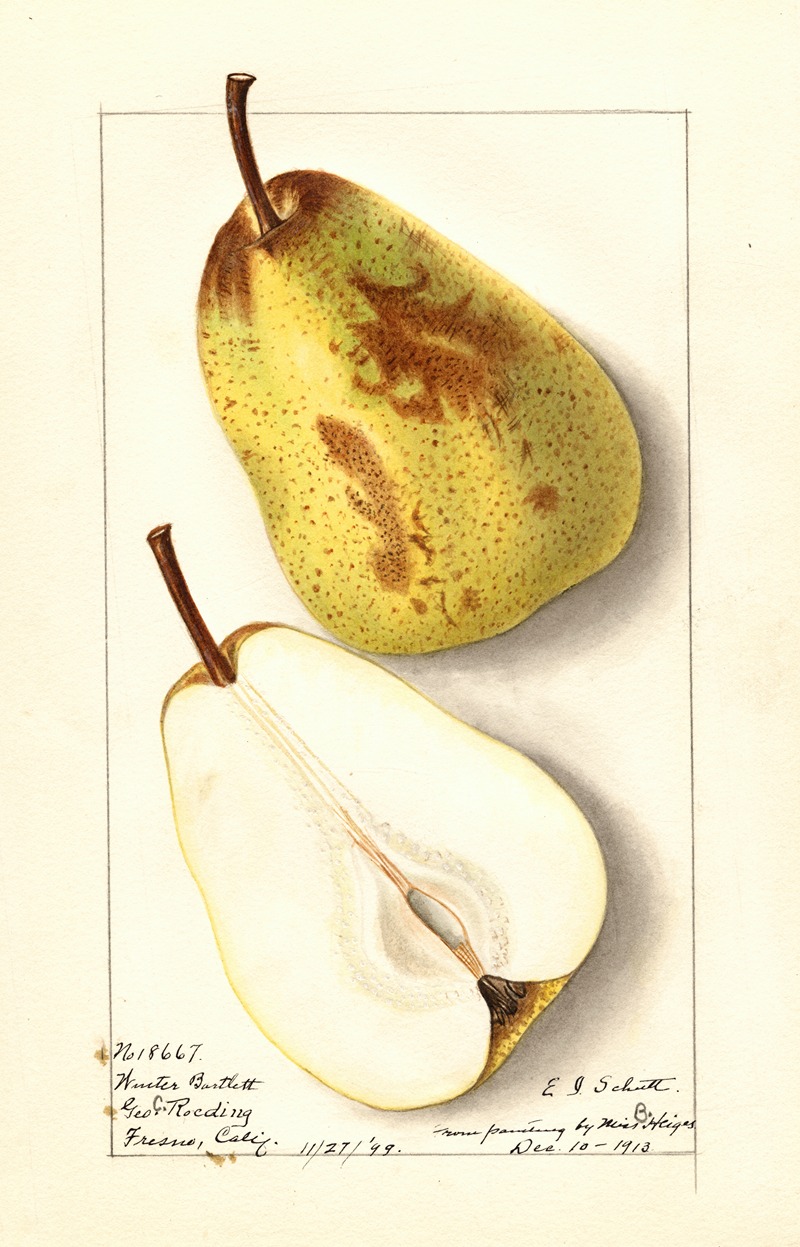 Ellen Isham Schutt - Pyrus communis: Winter Bartlett