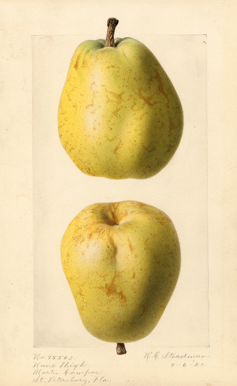 Royal Charles Steadman - Pyrus communis: Nuns Thigh