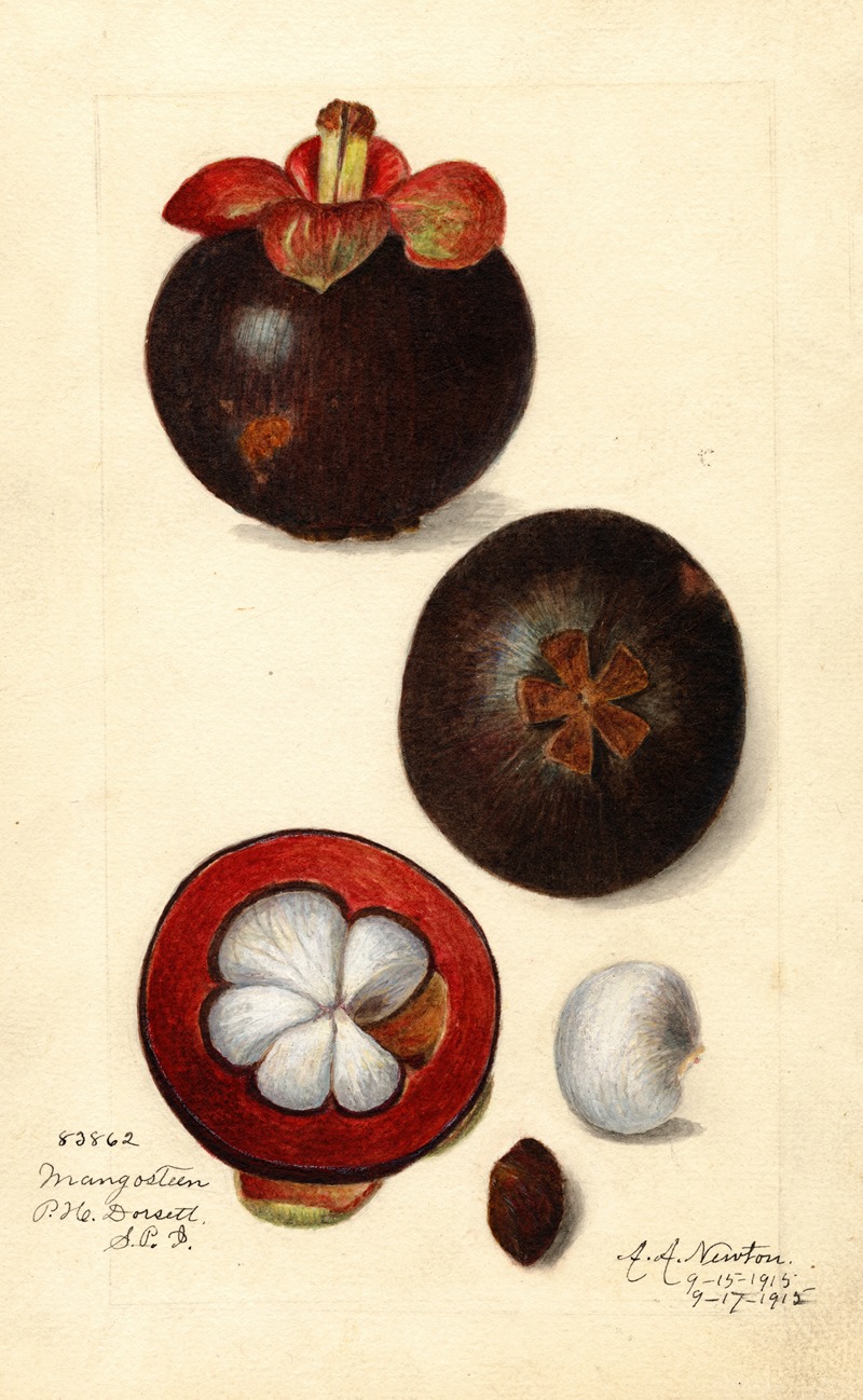 Amanda Almira Newton - Garcinia mangostana