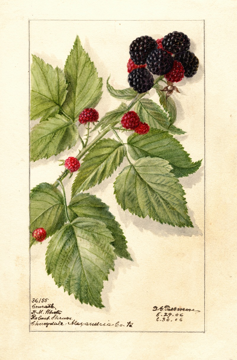 Deborah Griscom Passmore - Rubus: Conrath