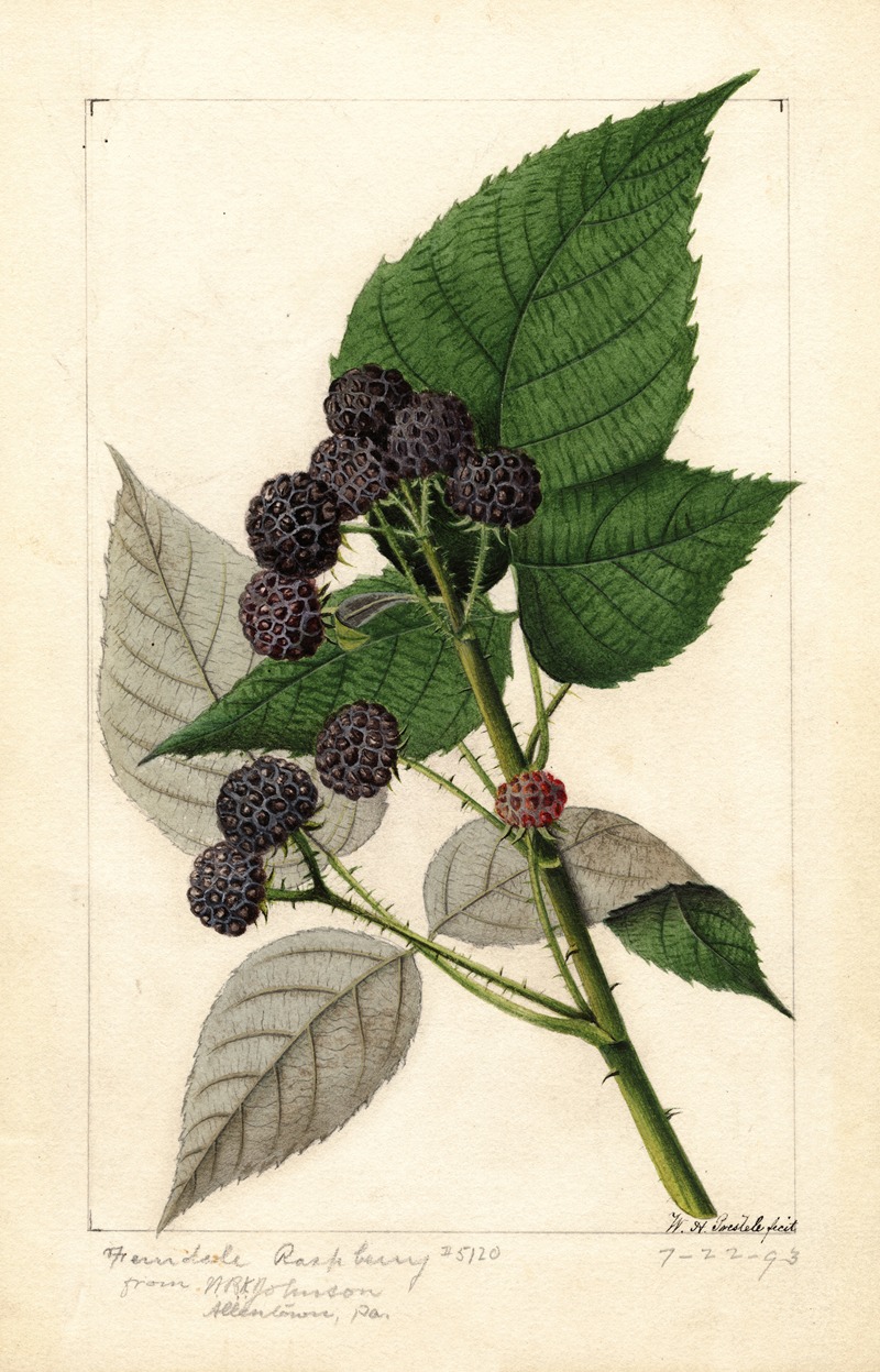 William Henry Prestele - Rubus: Ferndale