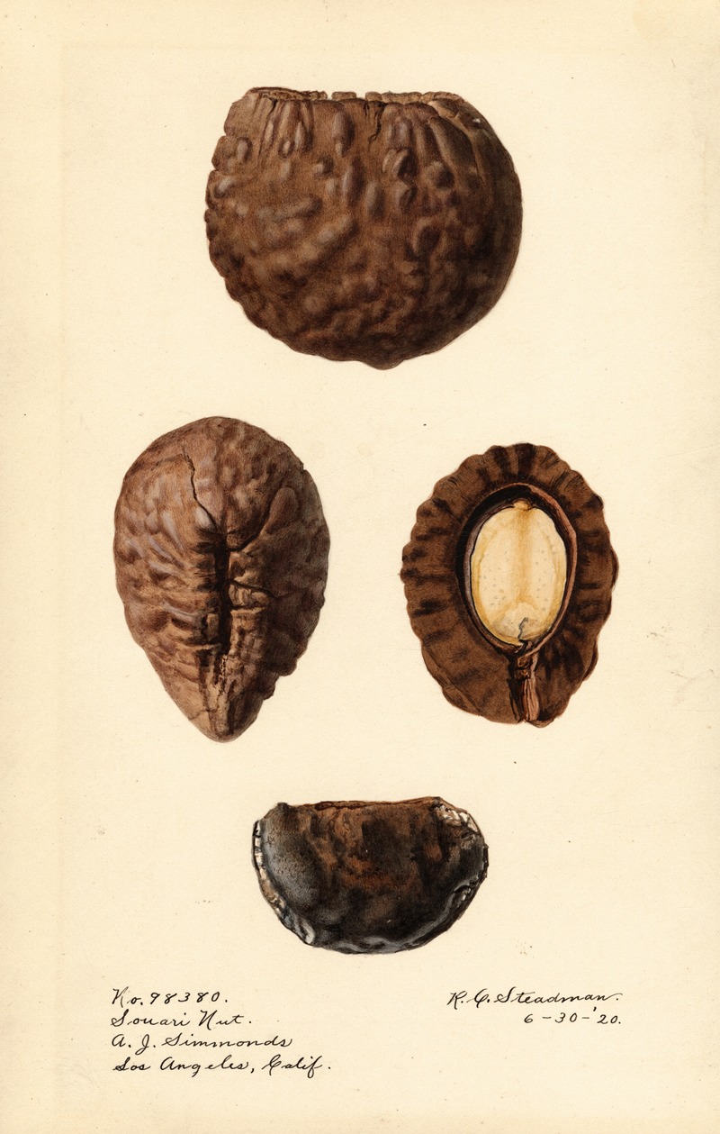 Royal Charles Steadman - Caryocar nuciferum: Souari Nut