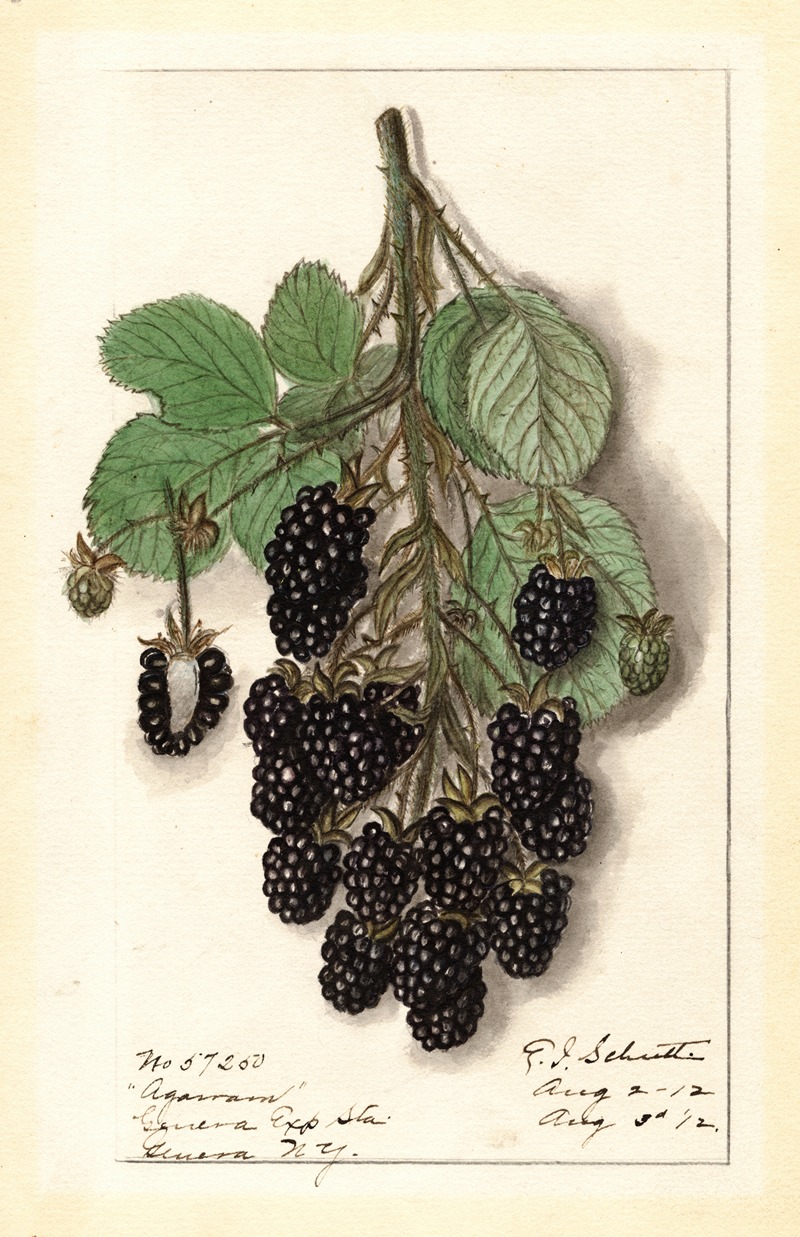 Ellen Isham Schutt - Rubus: Agawam