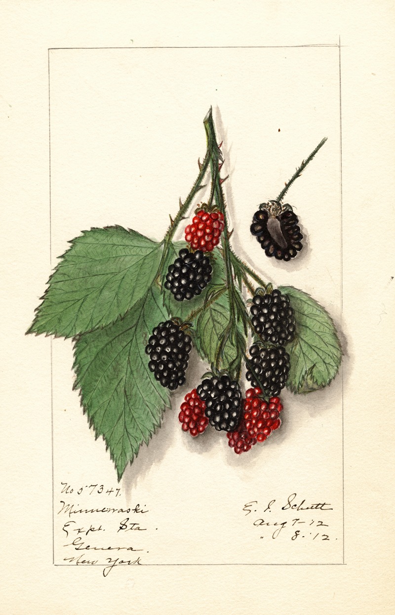 Ellen Isham Schutt - Rubus: Minnervaski