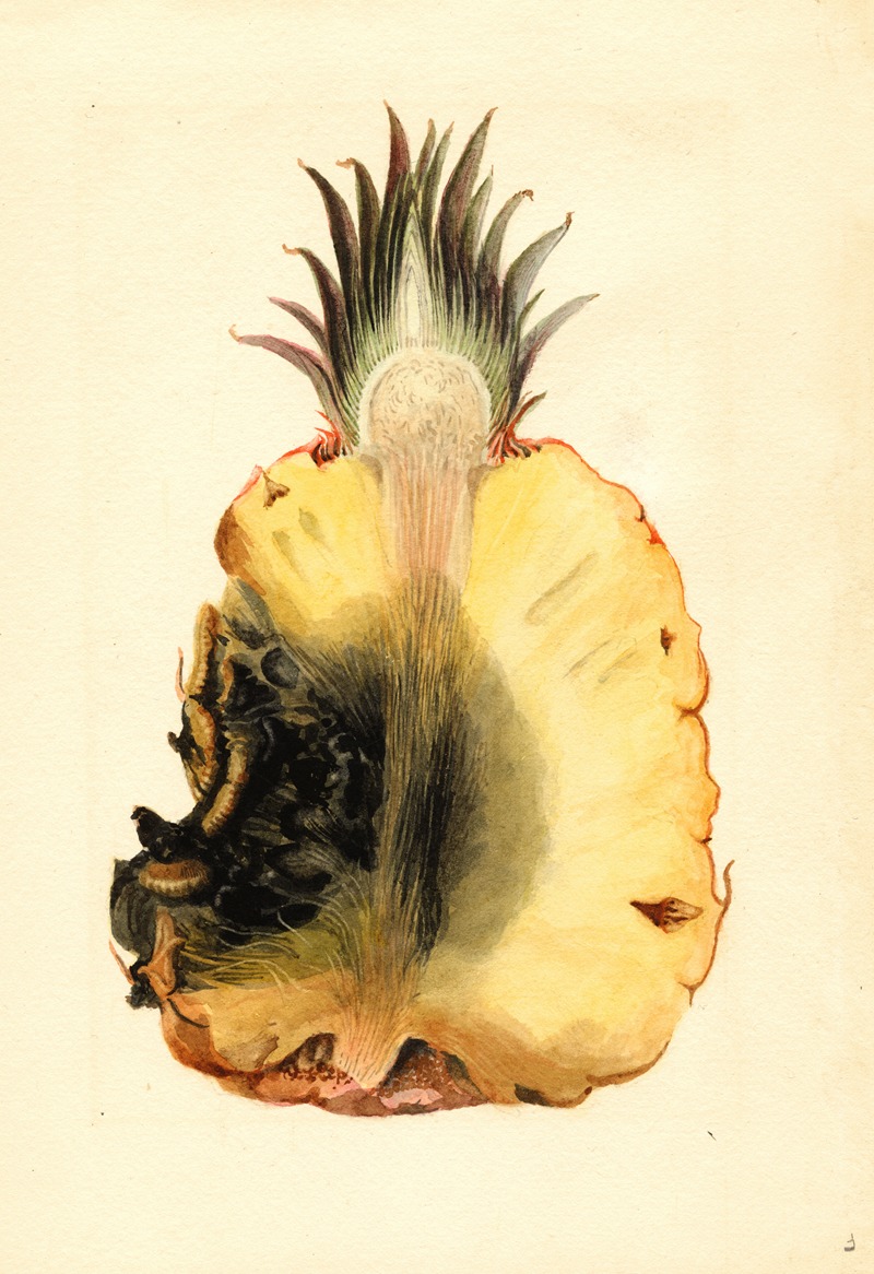James Marion Shull - Ananas comosus: Pineapple