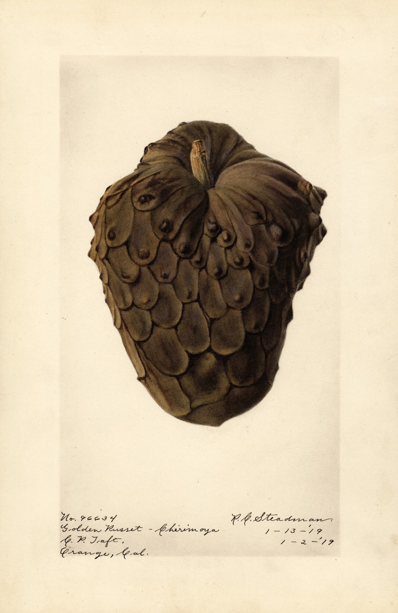 Royal Charles Steadman - Annona cherimola: Golden Russet