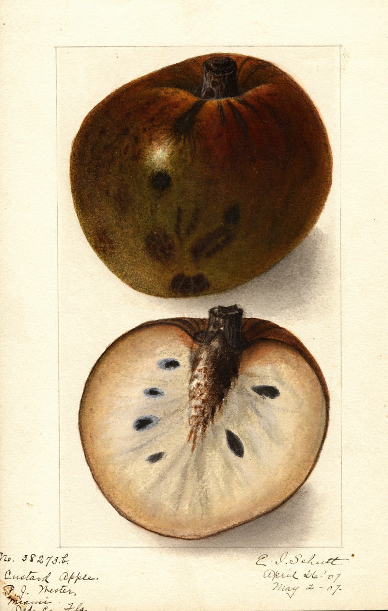 Ellen Isham Schutt - Annona reticulata
