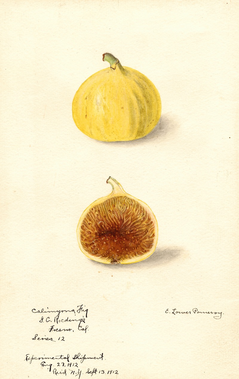 Elsie E. Lower - Ficus: Calimyrna fig