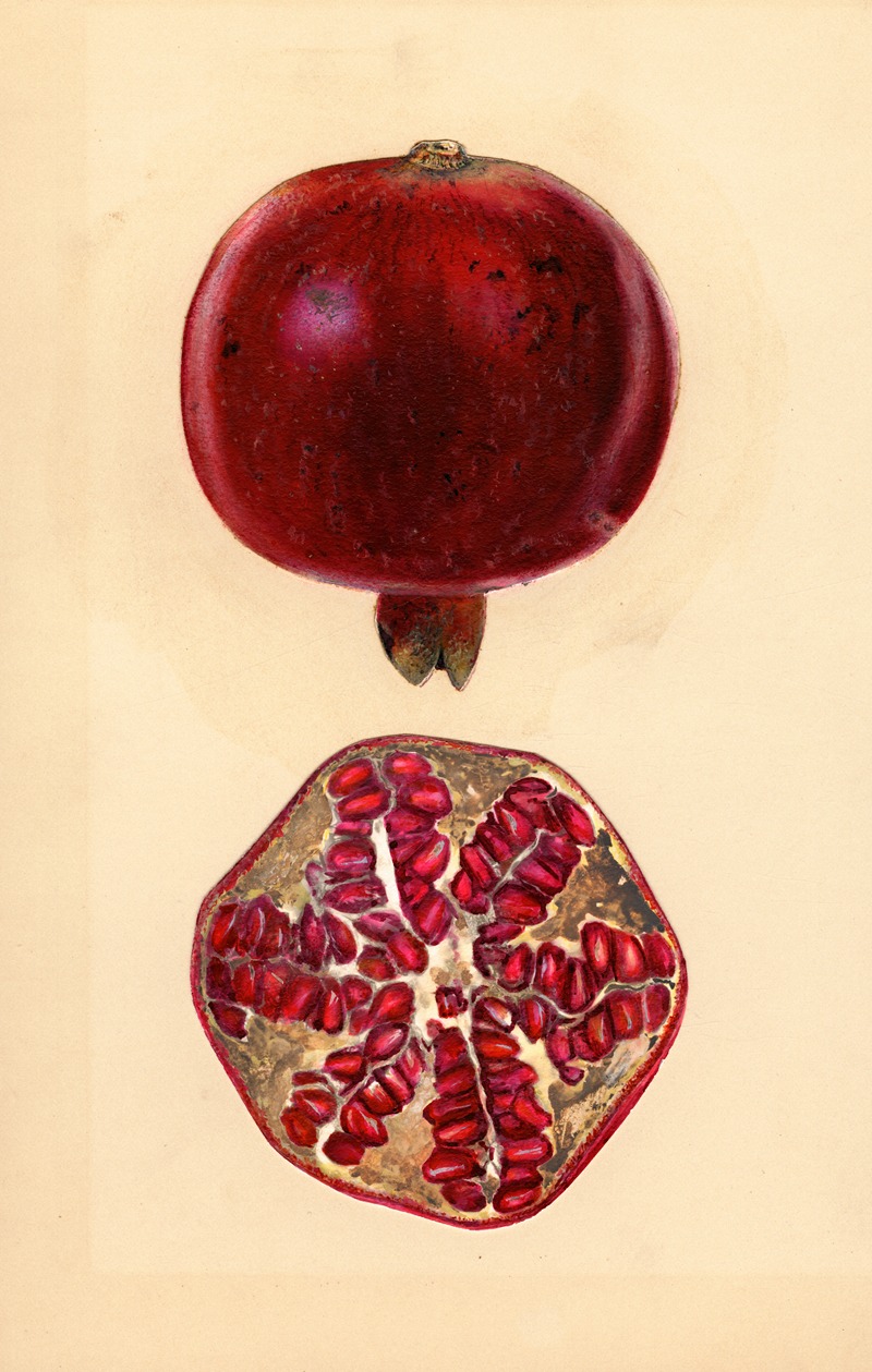 Mary Daisy Arnold - Punica granatum: Pomegranate