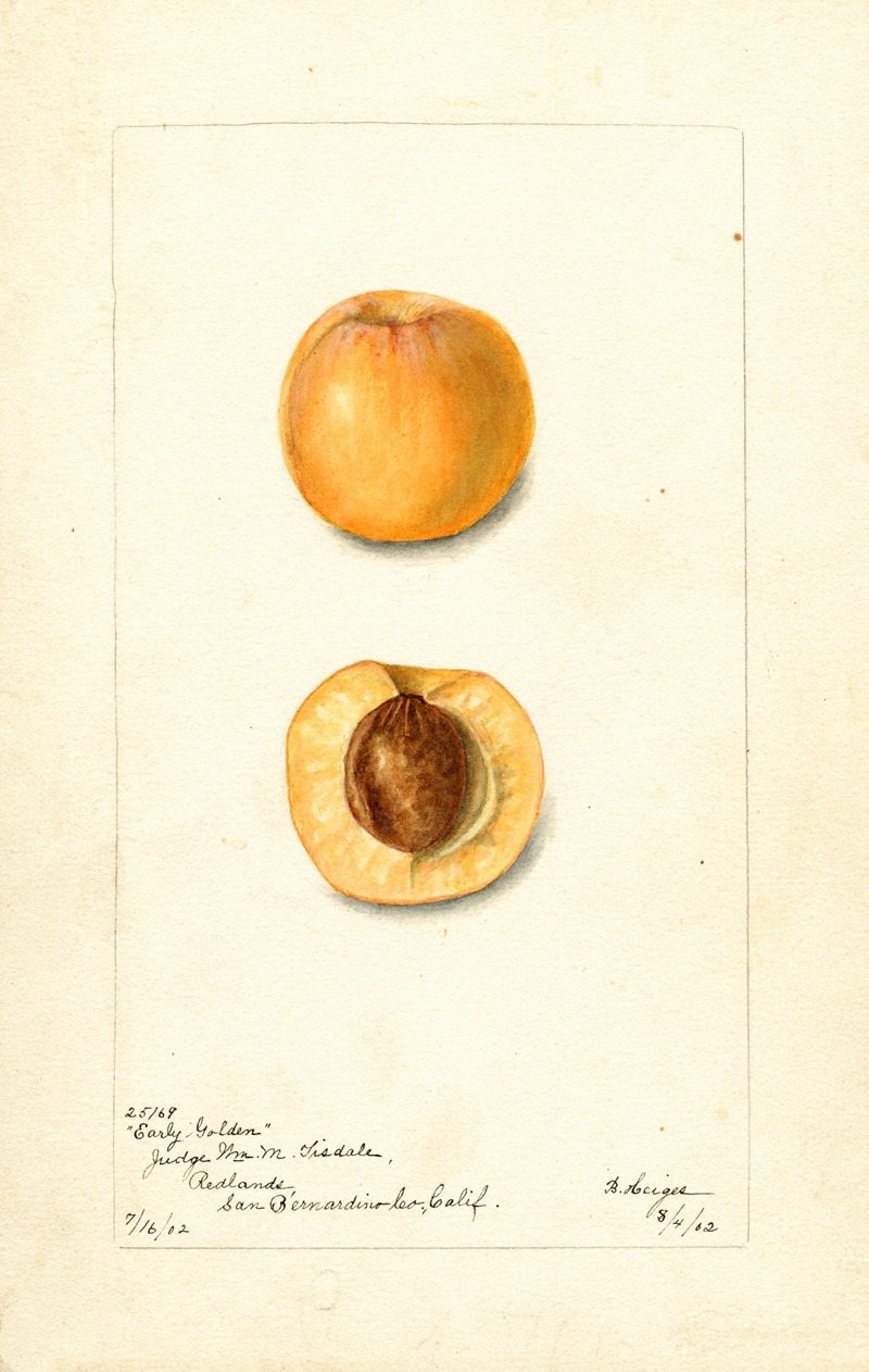 Bertha Heiges - Prunus mume: Early Golden