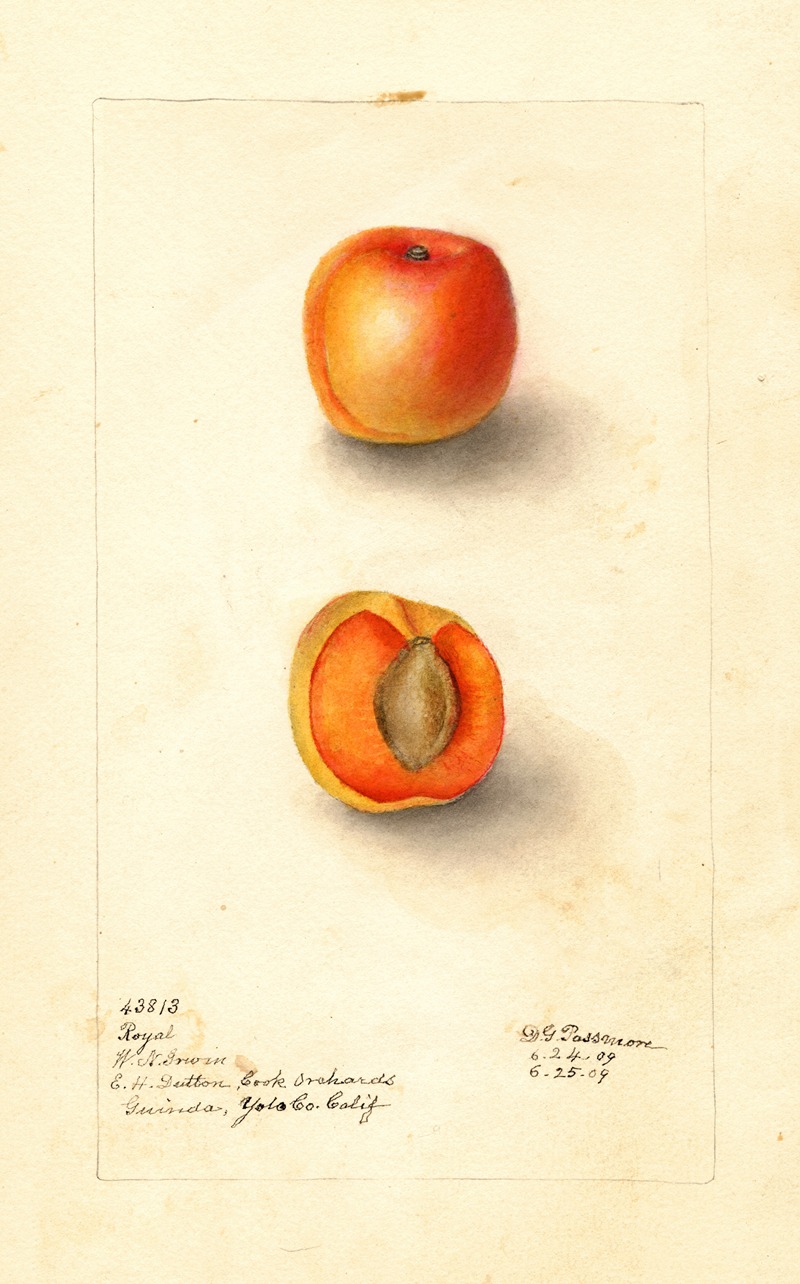 Deborah Griscom Passmore - Prunus mume: Royal