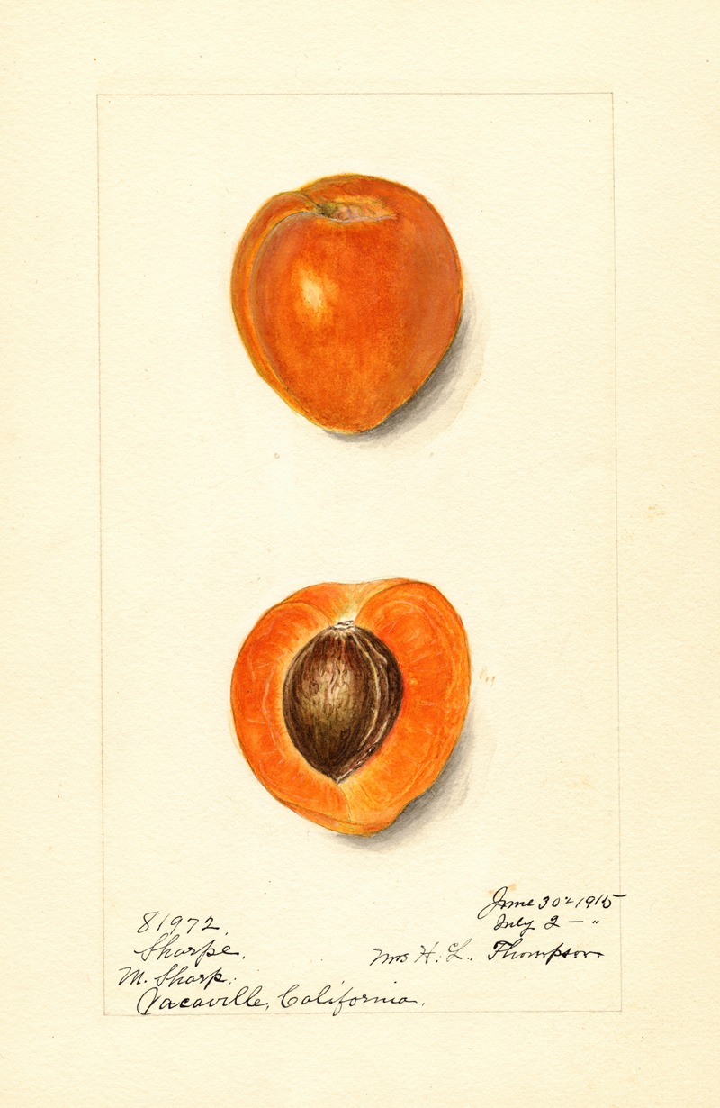 Harriet L. Thompson - Prunus mume: Sharpe
