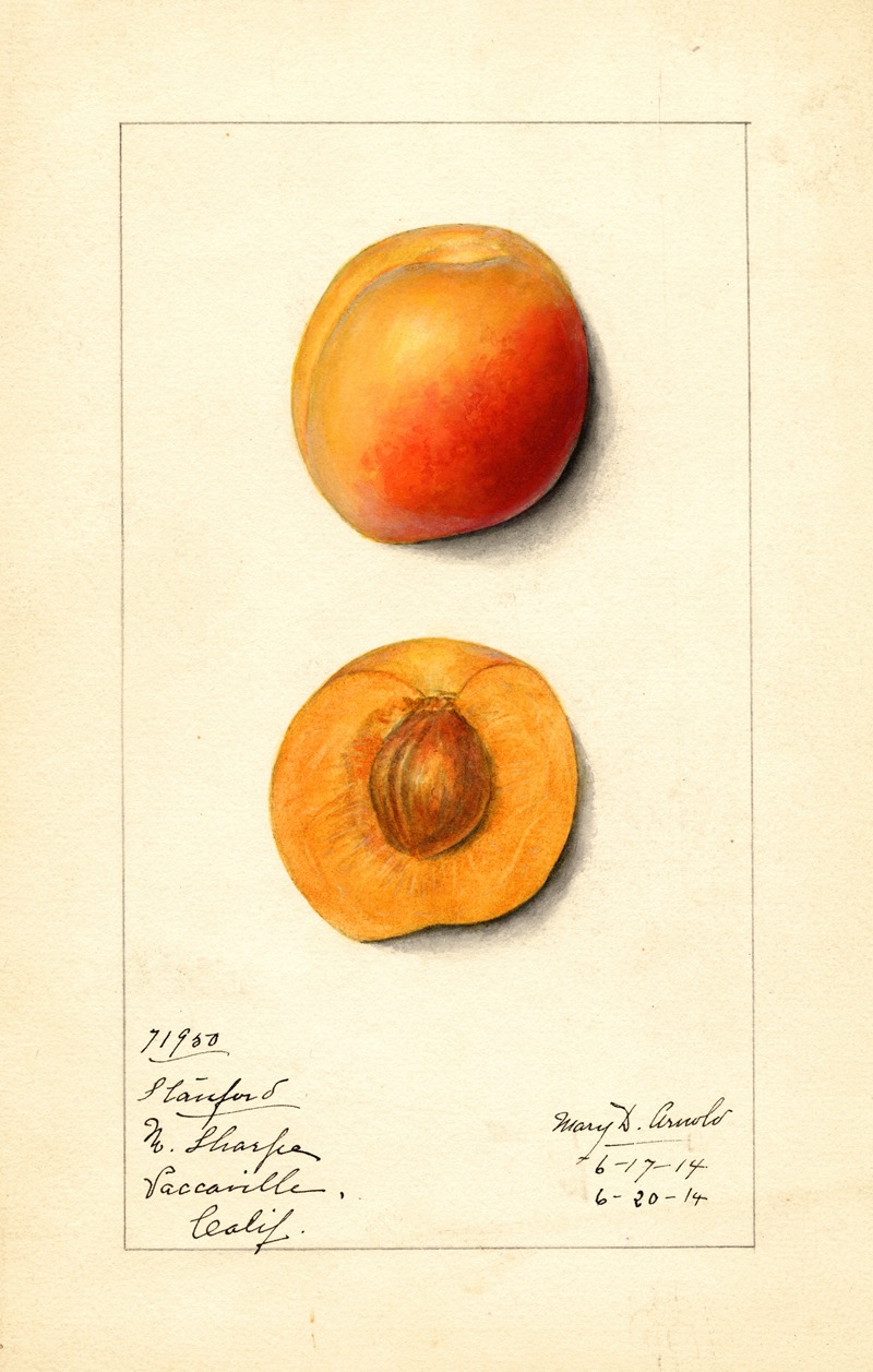 Mary Daisy Arnold - Prunus mume: Stanford