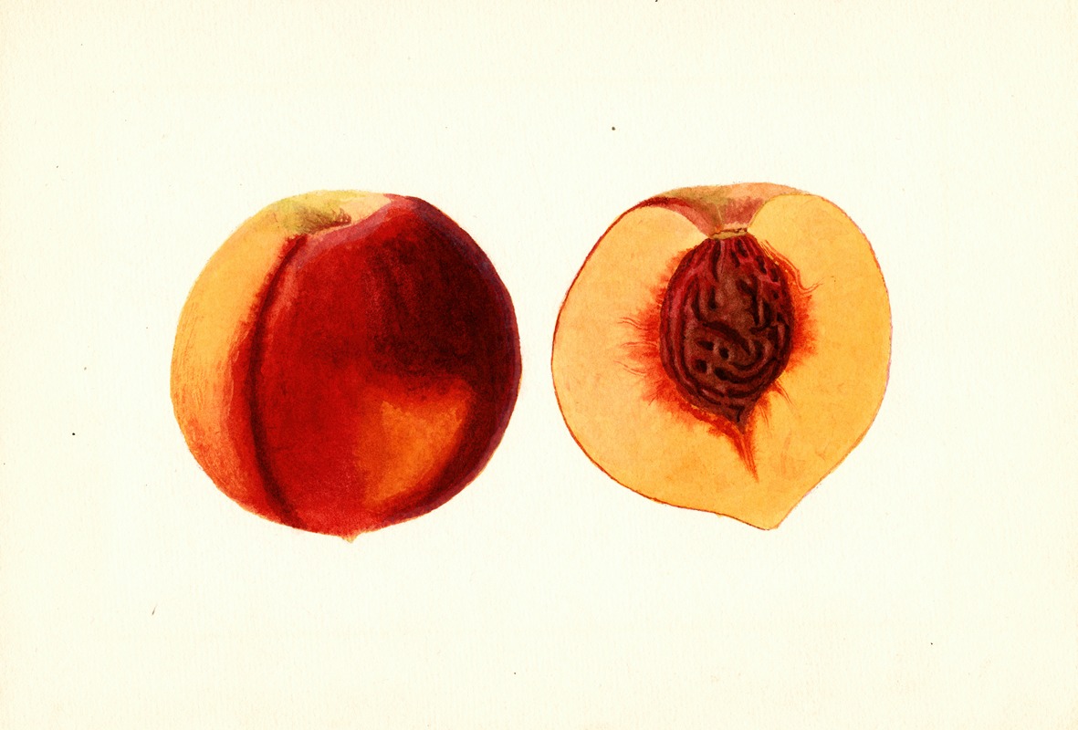 Anonymous - Prunus persica